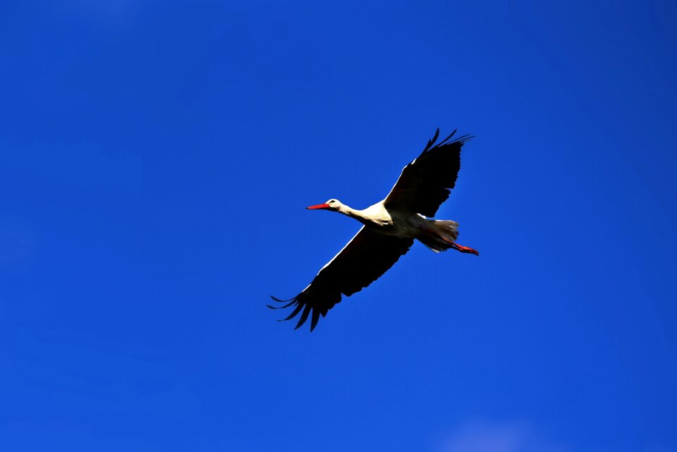 Wildlife flight wing