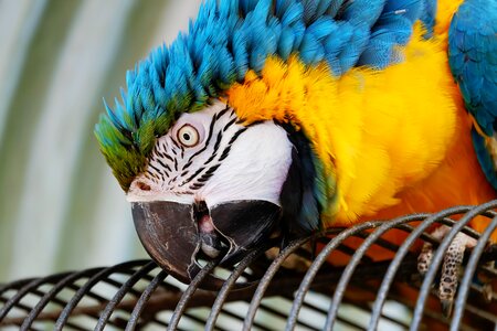 Bird animal colorful photo