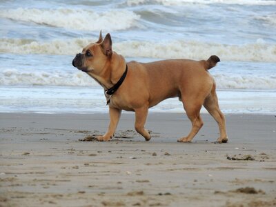 North sea sea sand