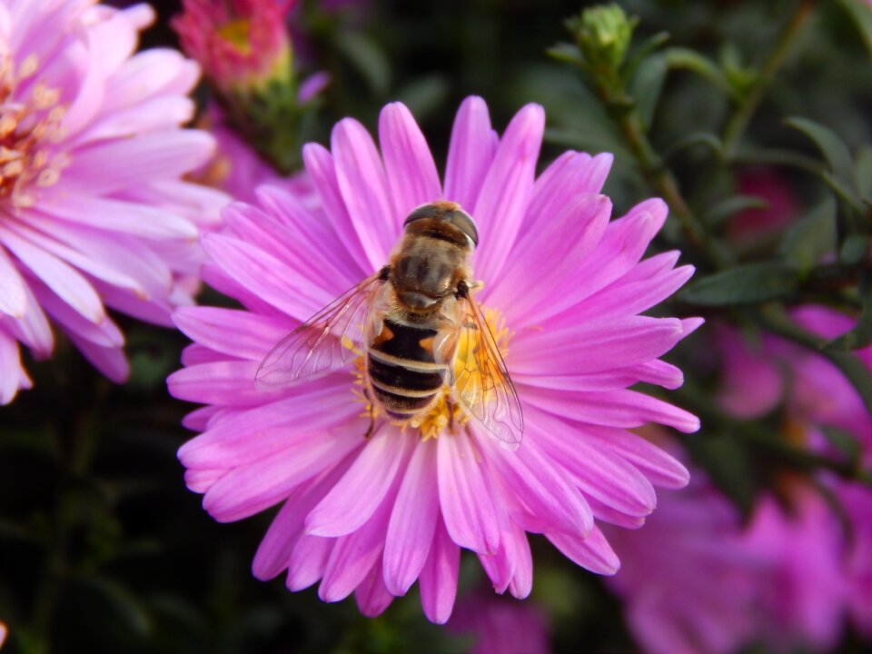 Pollinate insect spring