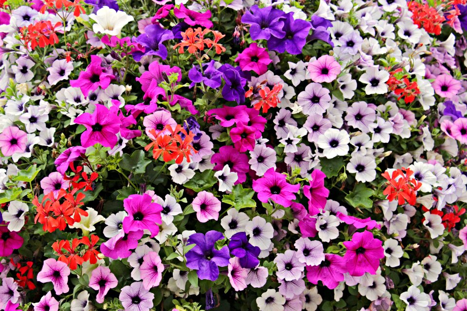 Nature colorful blütenmeer