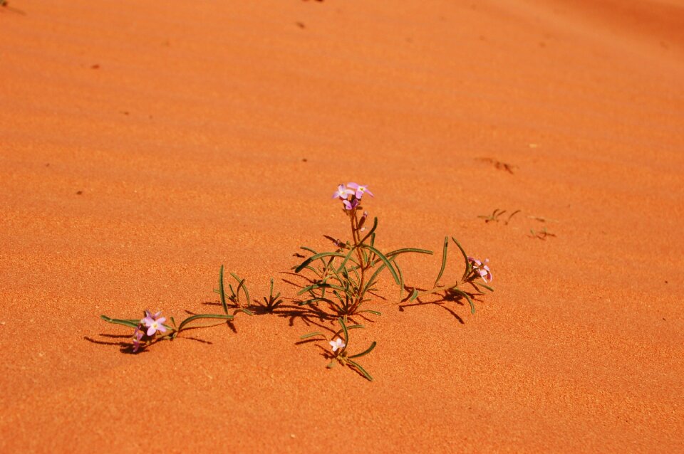 Flowers flowers in the desert flowers in the sand