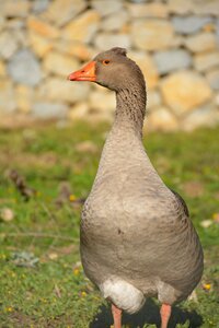 Mallorca goose geese