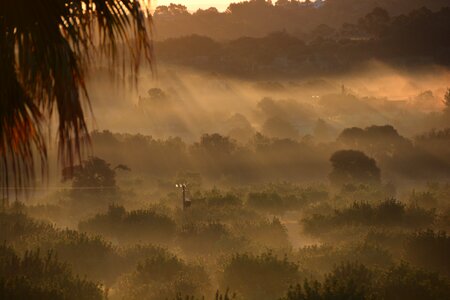 Forest foggy morgenstimmung photo