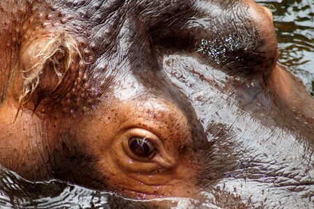 Skin animal world hippopotamus amphibius photo