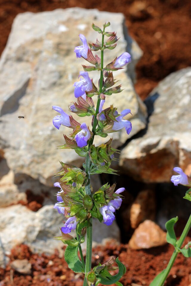 Herb flower plant