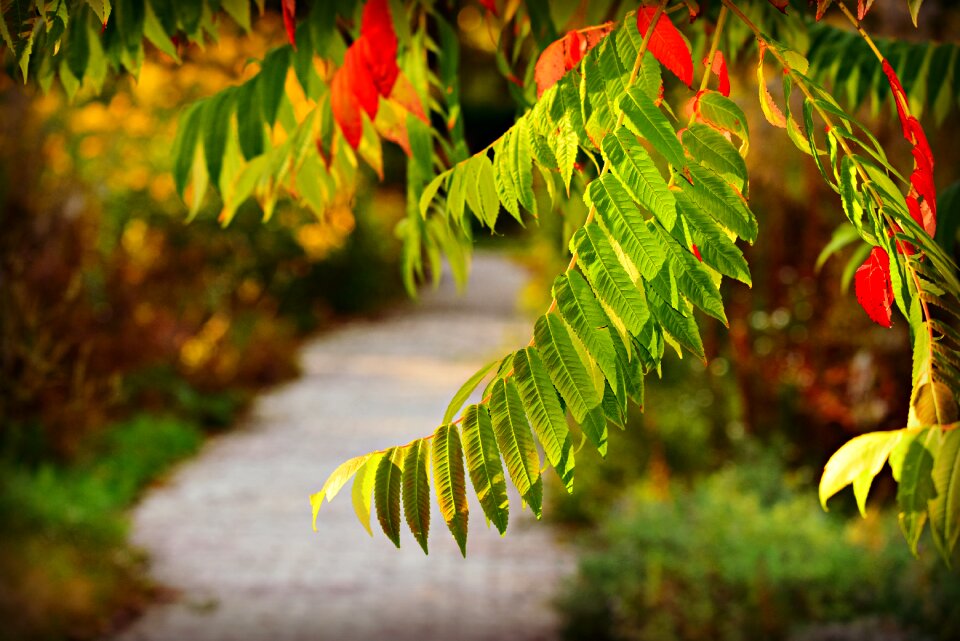 Garden path overhanging autumn colors