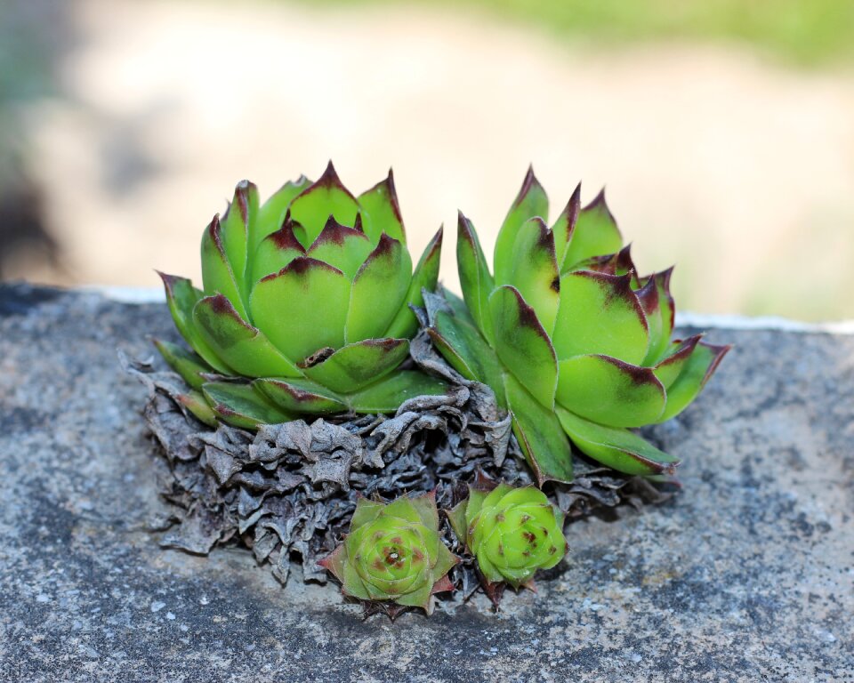 Sempervivum nature green