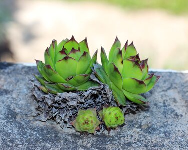 Sempervivum nature green photo