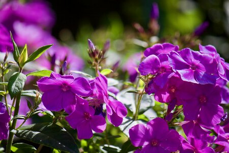 Summer blossom bloom photo