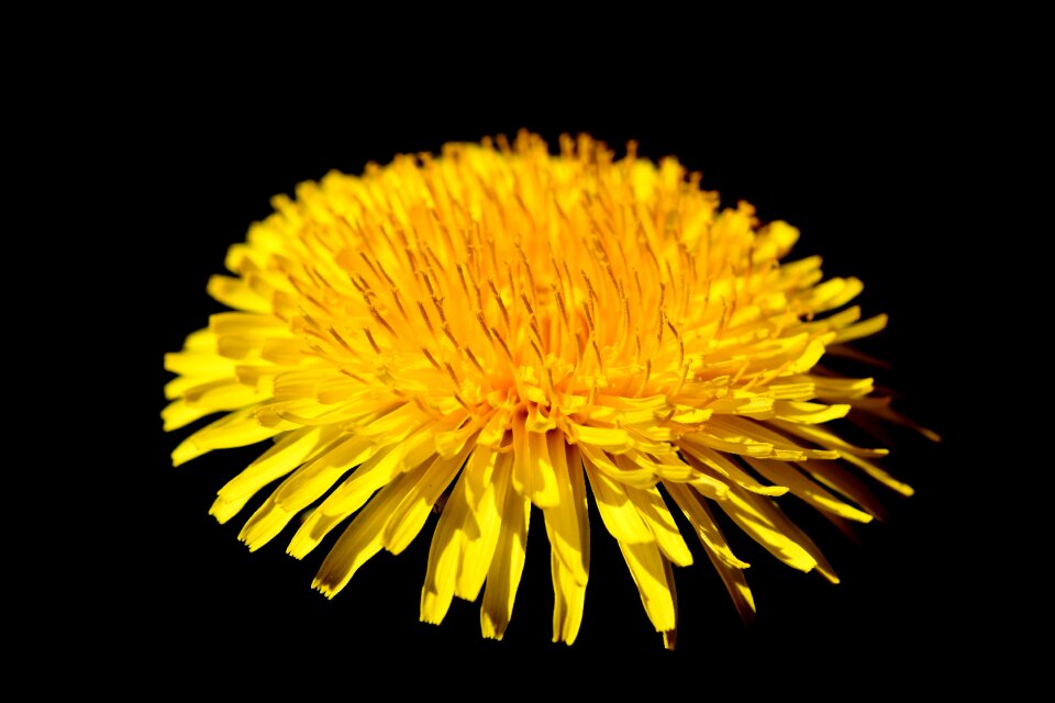 Pointed flower blossom bloom
