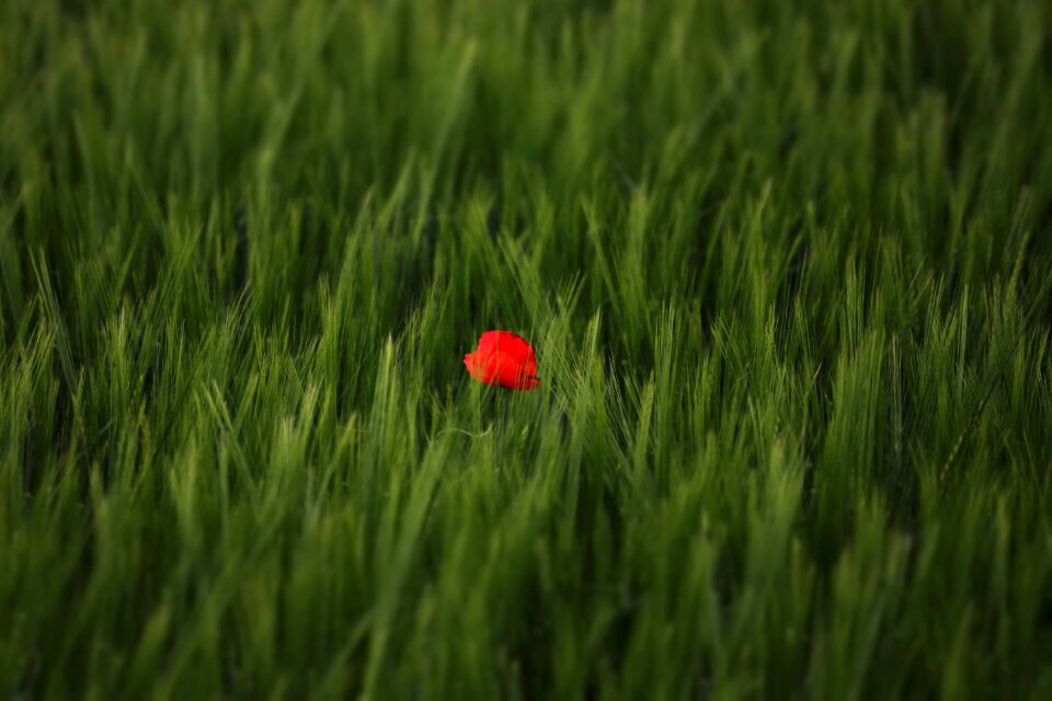 Field meadow arable