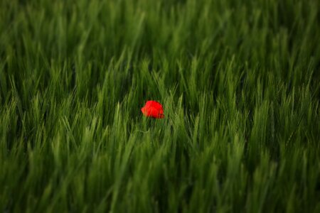 Field meadow arable