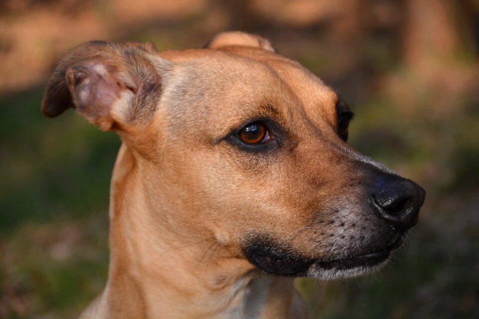 Dog ears back brown photo