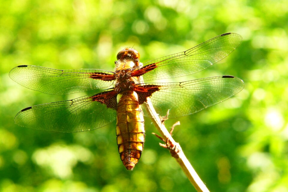Dragonflies różnoskrzydłe at the court of nature