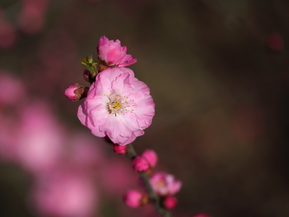 Nature plant petal