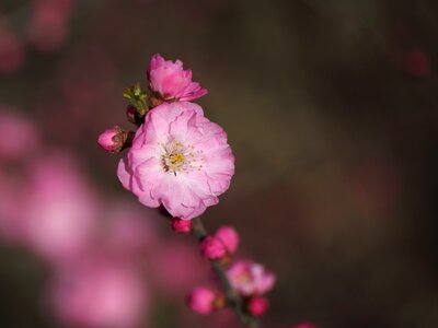 Nature plant petal