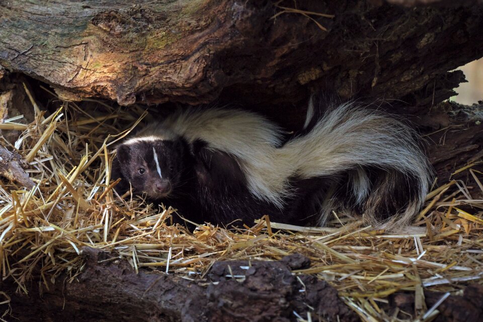 Animal smell polecat