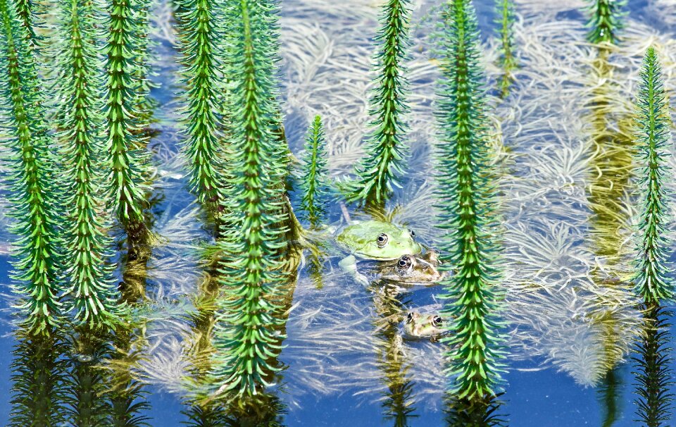Amphibians green pond
