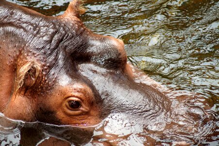 Skin animal world hippopotamus amphibius photo