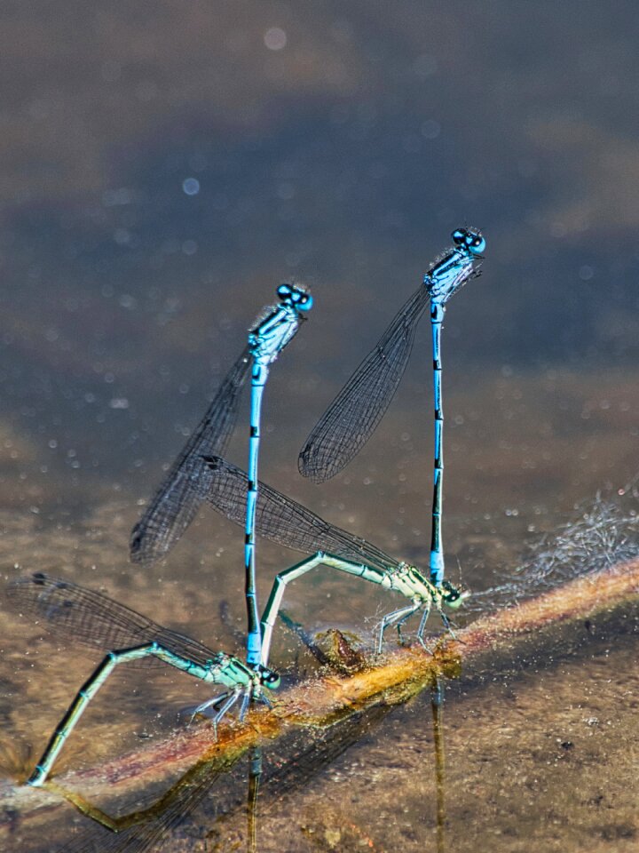 Flight insect close up blue