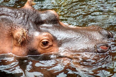 Skin animal world hippopotamus amphibius photo
