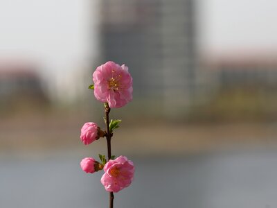 Flower plant kinds of food