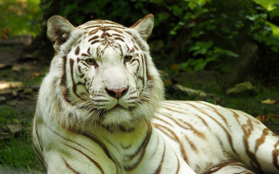 Tiger zoo white tiger photo