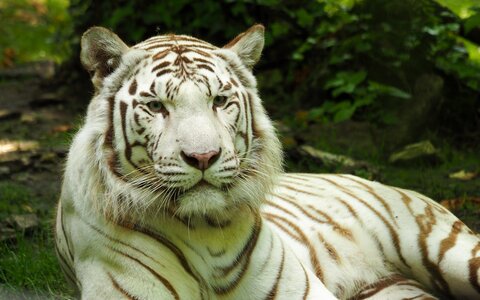 Tiger zoo white tiger