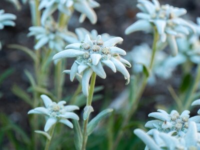 Flowers alpine flowers edelweiss