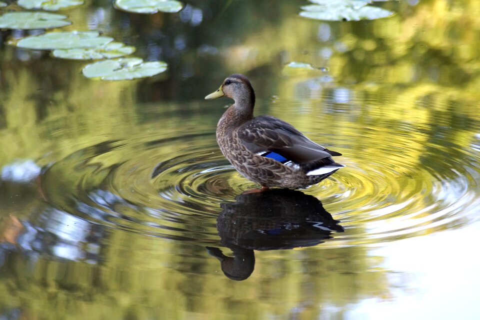 Water bird pond