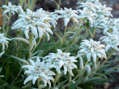 Flowers alpine flowers edelweiss