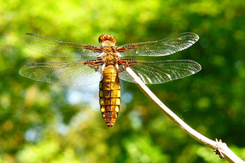 At the court of dragonflies różnoskrzydłe closeup