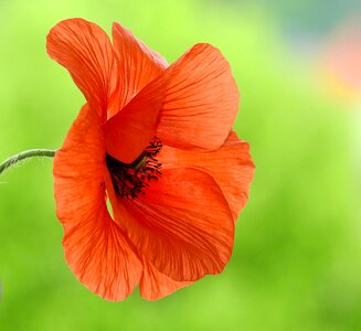 Nature red wildflowers