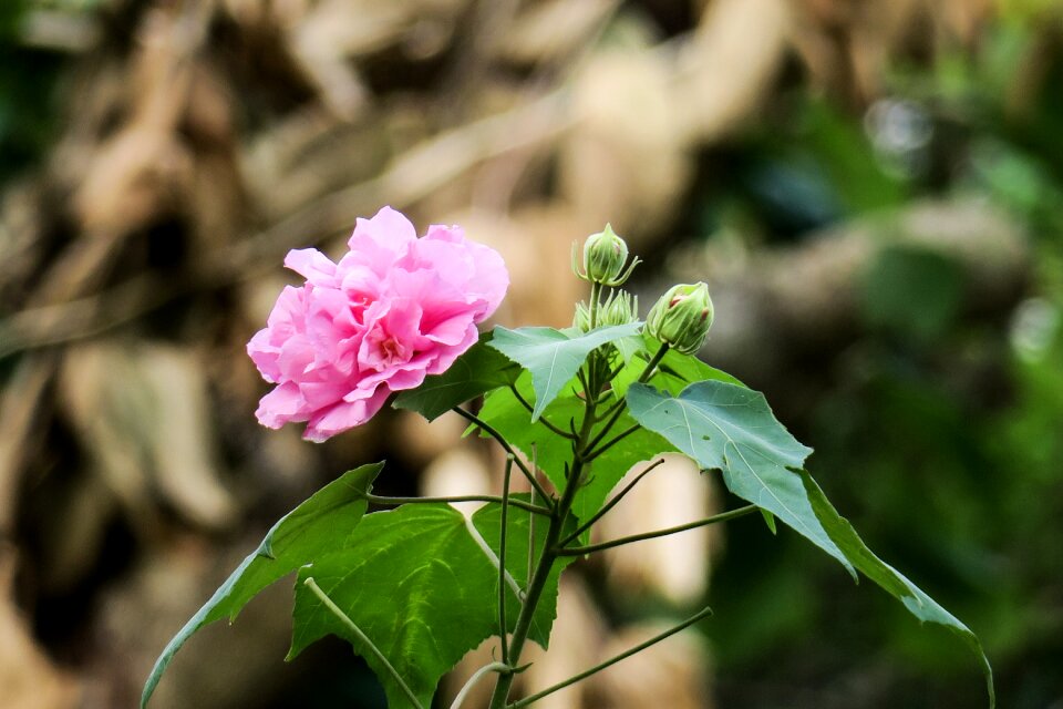 Petal color green