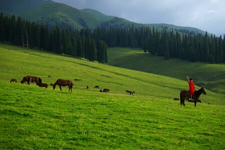 Grassland horseback riding woods
