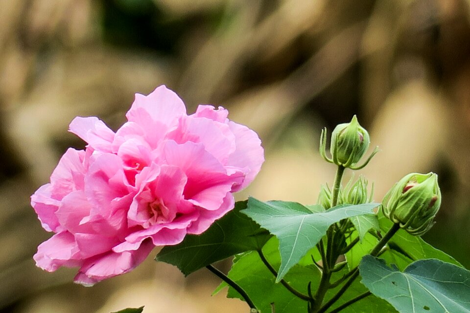 Petal color green