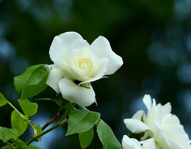 White rose nature spring