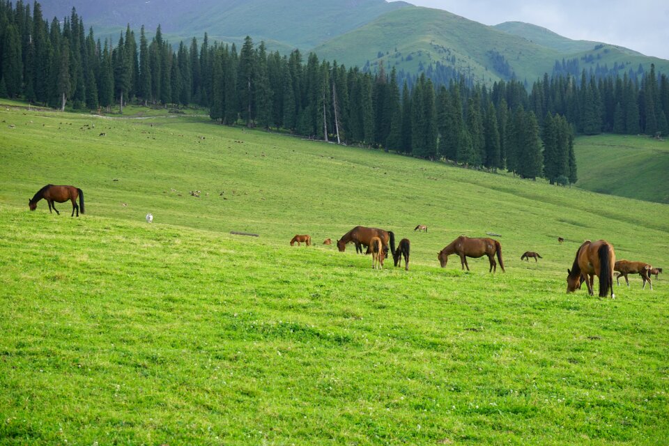 Horse grassland distant hills