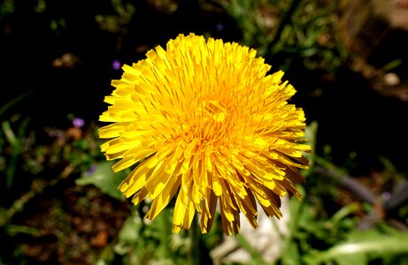 Pointed flower yellow common dandelion