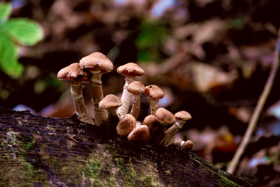 Forest autumn forest mushroom