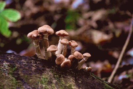 Forest autumn forest mushroom photo