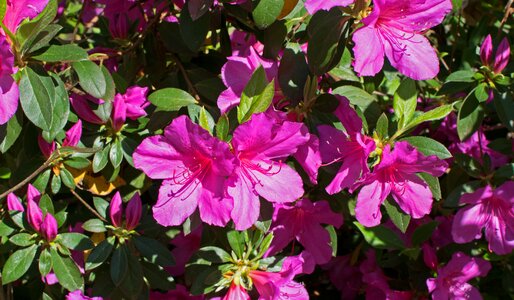 Blossom bloom shrub photo