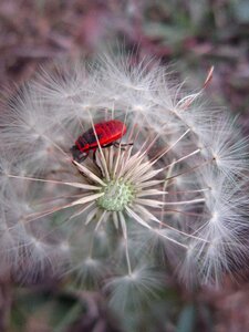 Hemiptera red bug photo