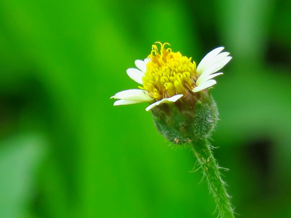 Color green bud
