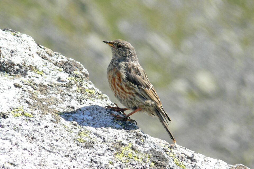 Nature feather eurasian rock pipit