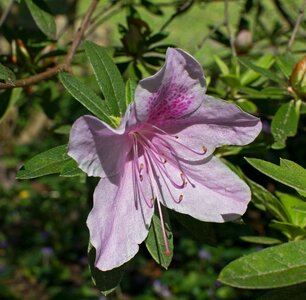 Blossom bloom shrub