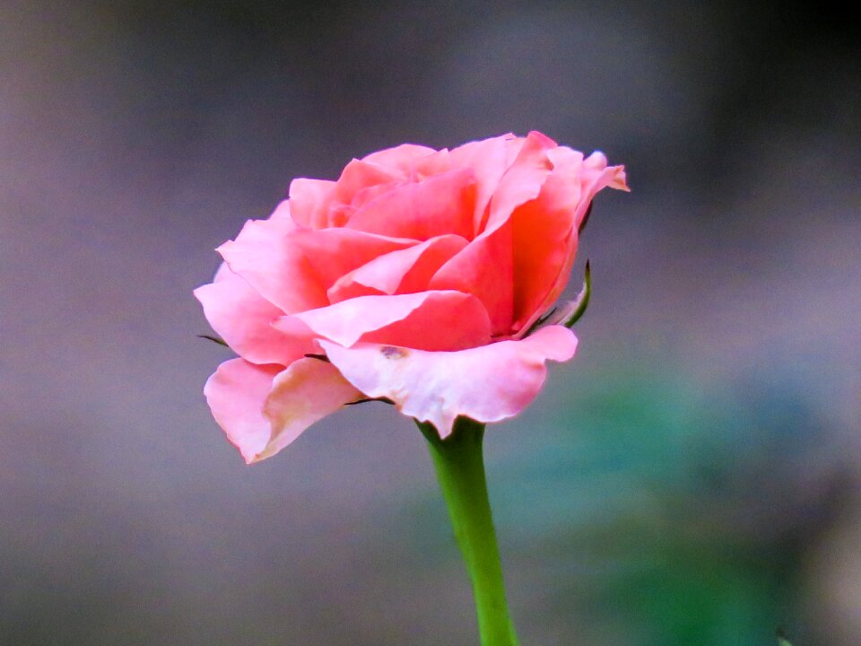 Petal color green