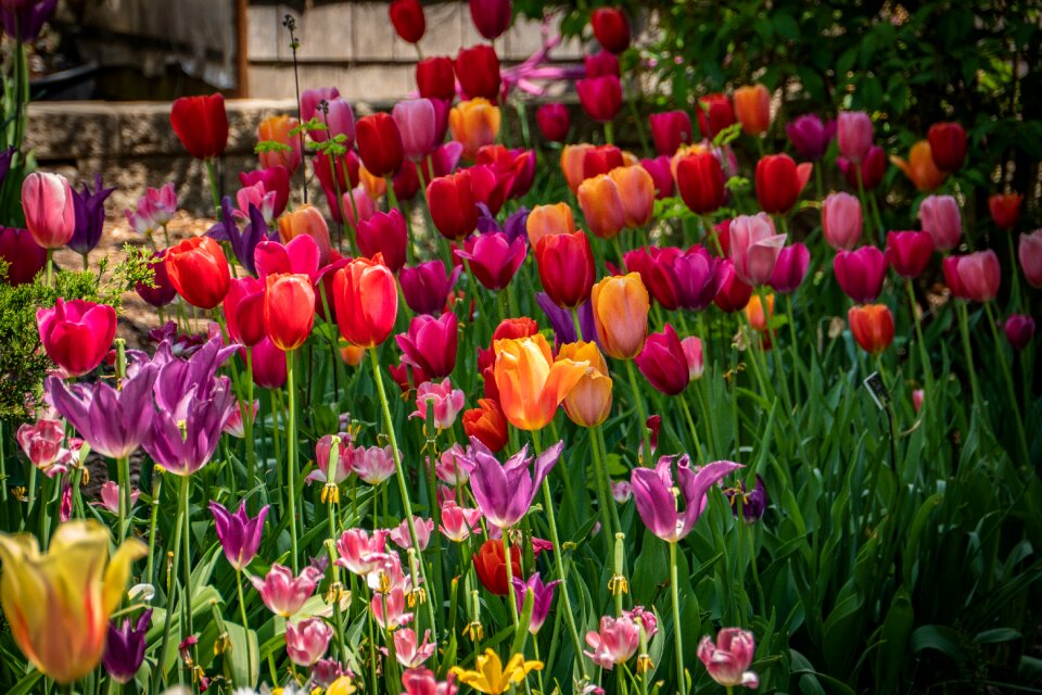 Spring garden colorful