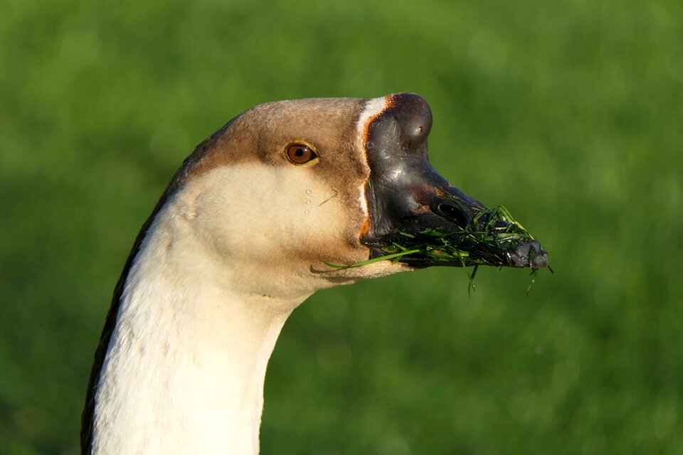 Bird animal world nature